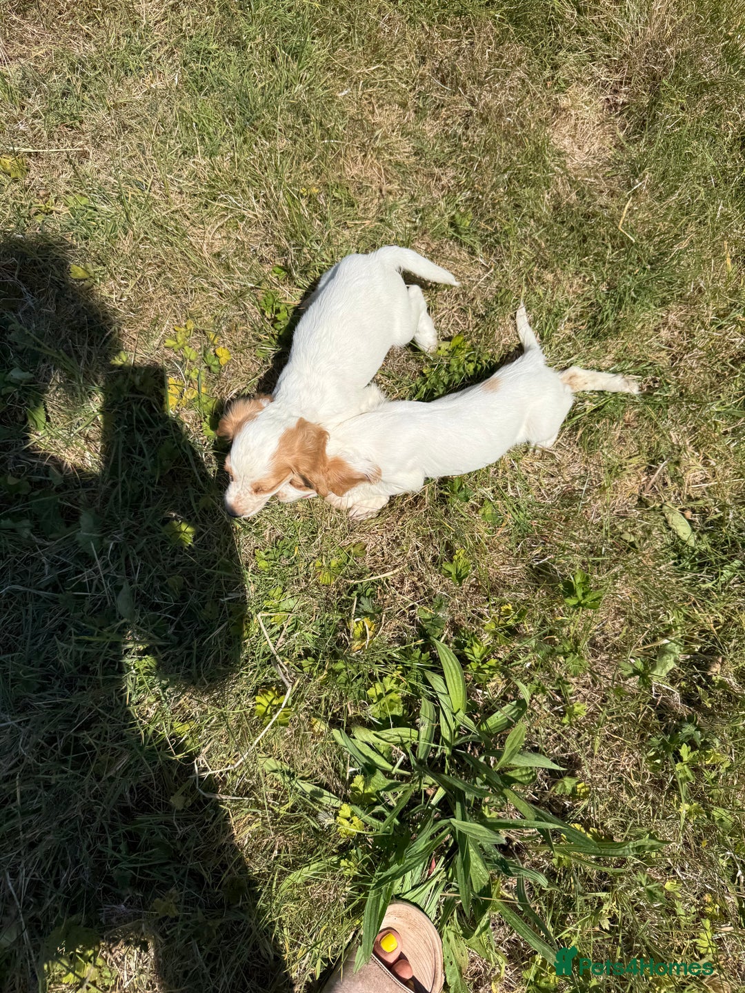 Cocker Spaniel dogs for sale: Adorable Worker Cocker Girl Puppy 🐶 - Image 30