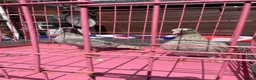 Pigeons birds for sale: Tumbler pigeons for sale - Advert 2
