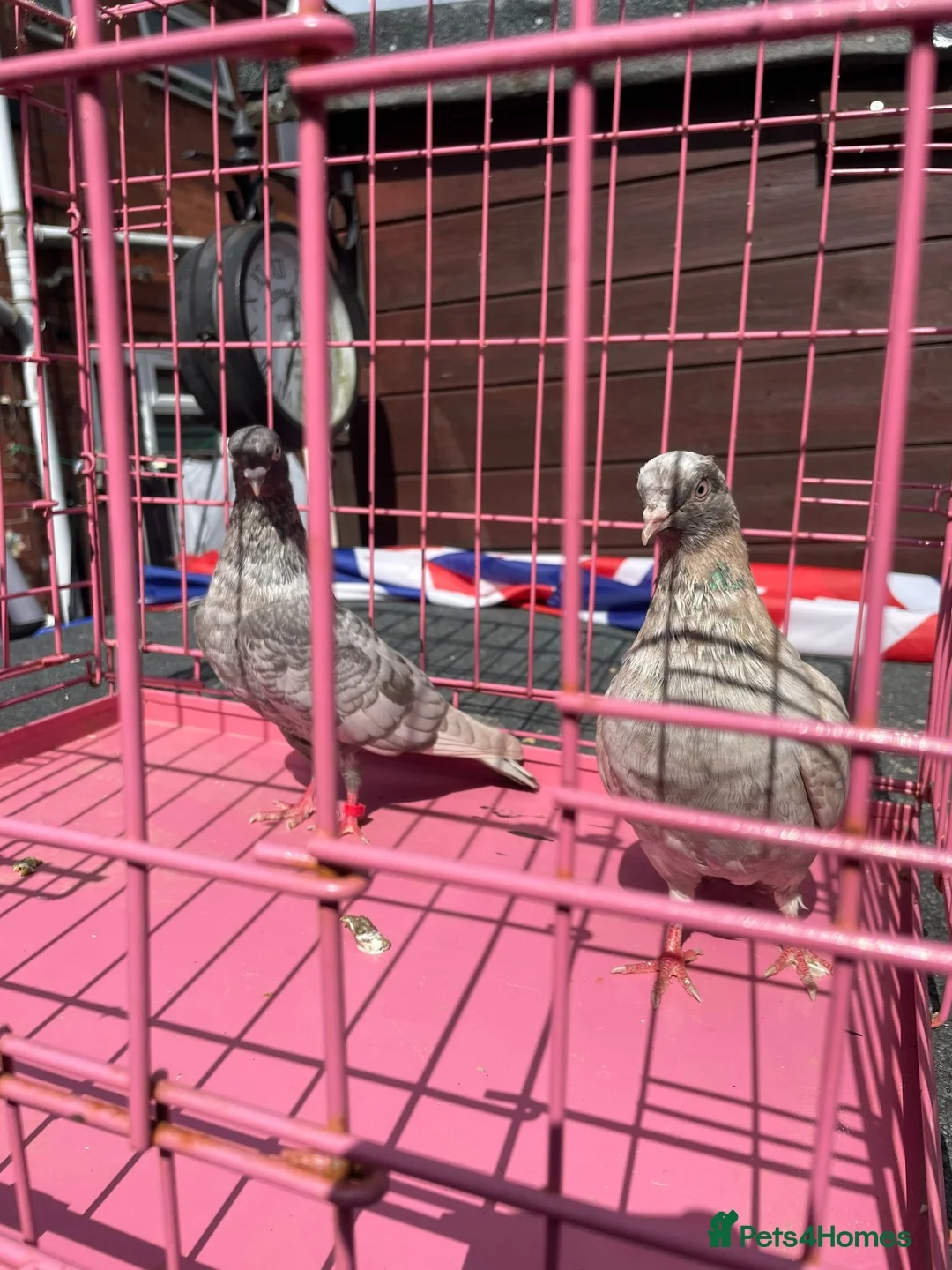 Pigeons birds for sale: Tumbler pigeons for sale - Advert 2