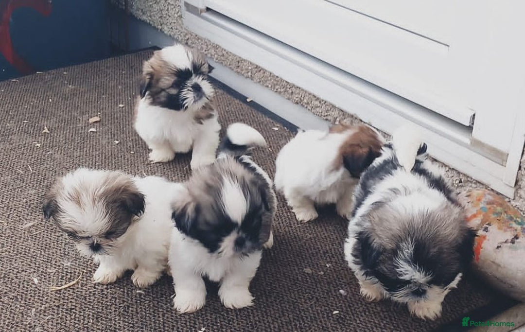 Shih Tzu dogs for sale: Shih Tzu puppy's - Advert 2