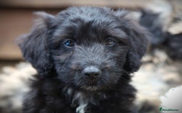 Bordoodle dogs for sale: Bordoodles Raised Right ✨ - Image 3