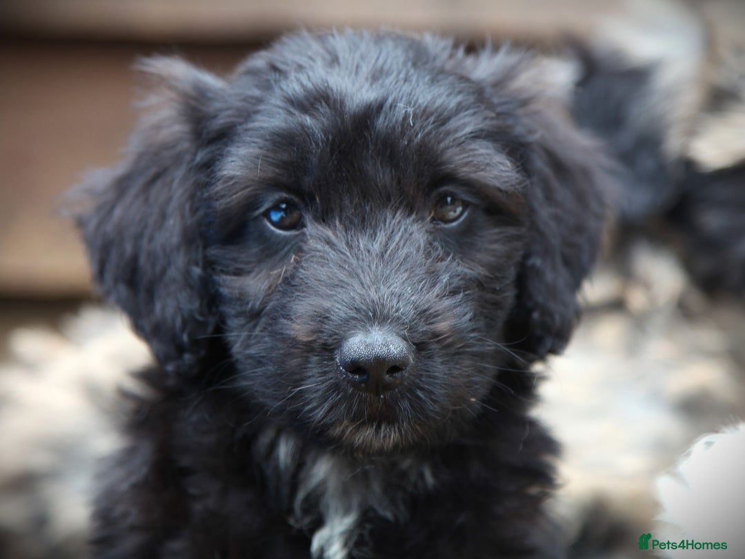 Bordoodle dogs for sale: Bordoodles Raised Right ✨ - Image 3