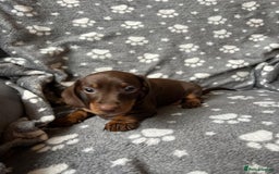 Miniature Dachshund dogs for sale: Miniature Dachshund Puppies  - Image 16