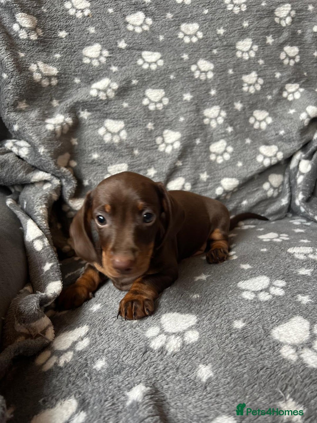 Miniature Dachshund dogs for sale: Miniature Dachshund Puppies  - Image 16