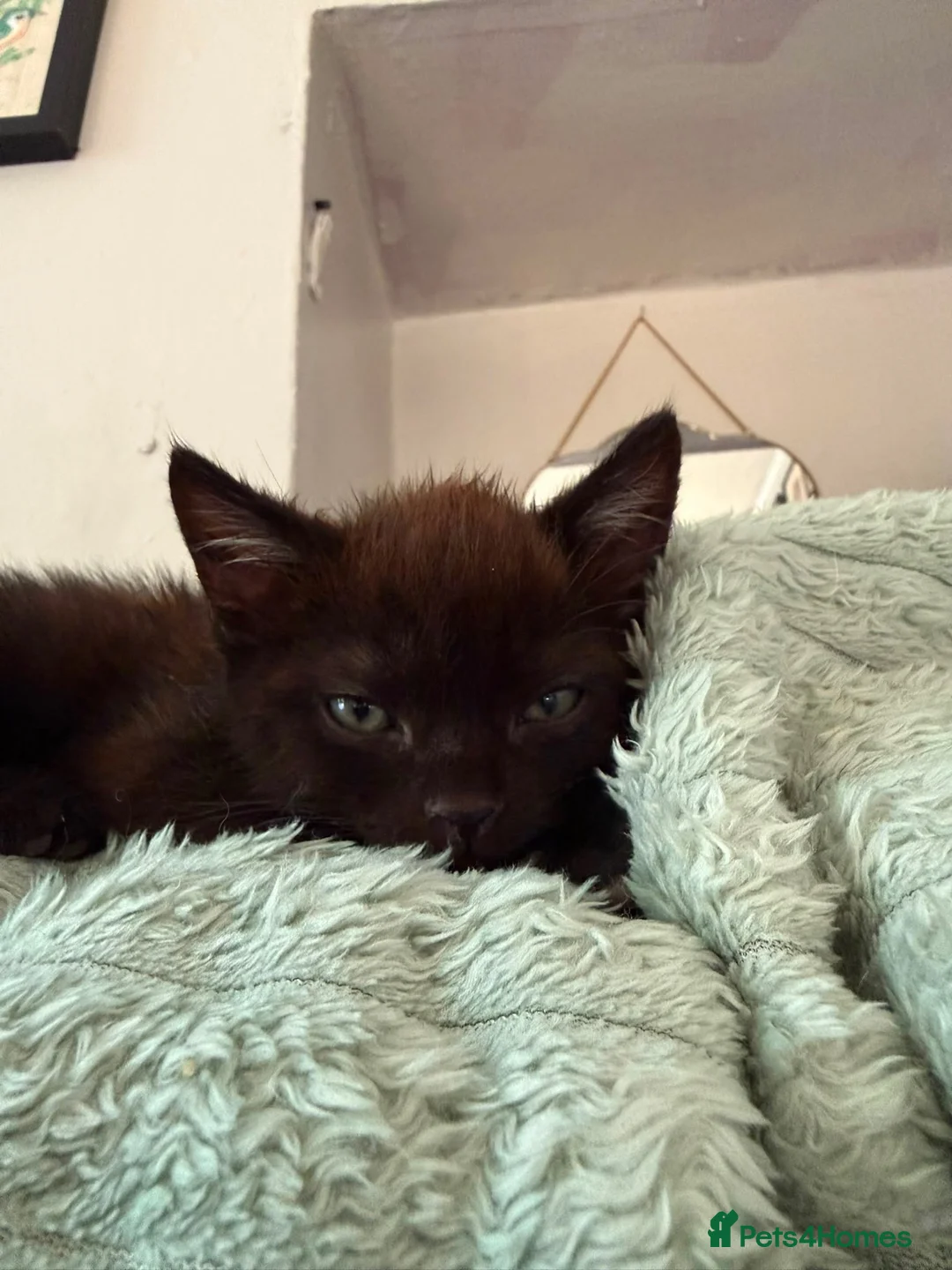 British Shorthair cats for sale: Three beautiful British shorthair kittens cross - Advert 2