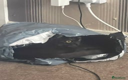 British Shorthair cats for sale: Negotiable British Shorthair  - Image 11