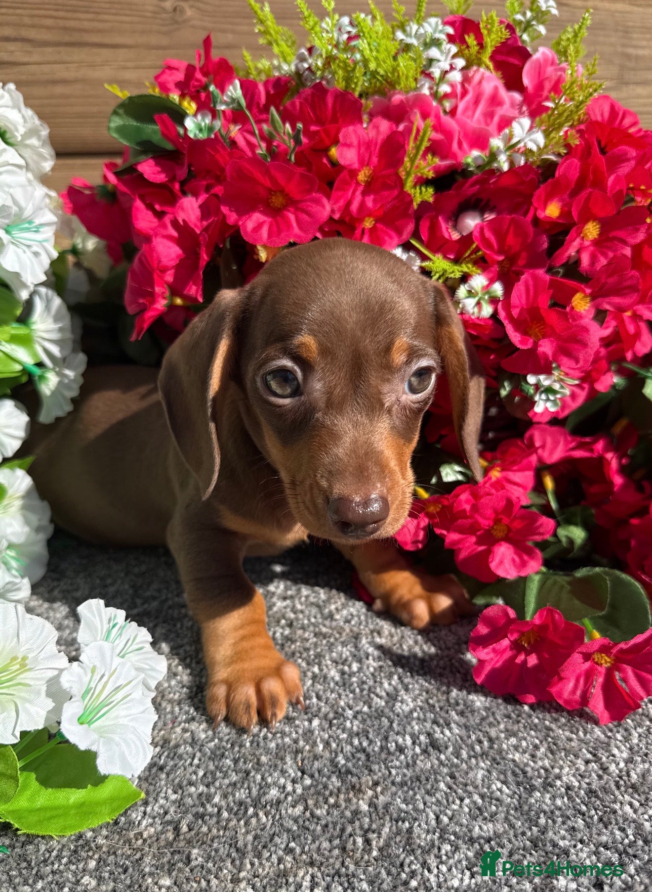 Miniature Dachshund dogs 💜🩷Chocolate & Tan Girl💜🩷 - Advert 2