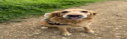 Golden Retriever dogs for sale: Beloved Golden Retriever for adoption  - Advert 3