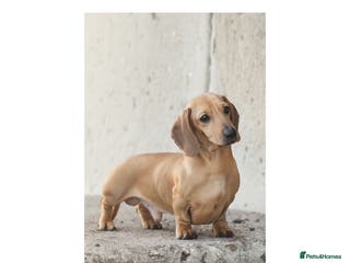 Miniature Dachshund dogs Kc reg pra clear fawn mini smooth. - Advert 24