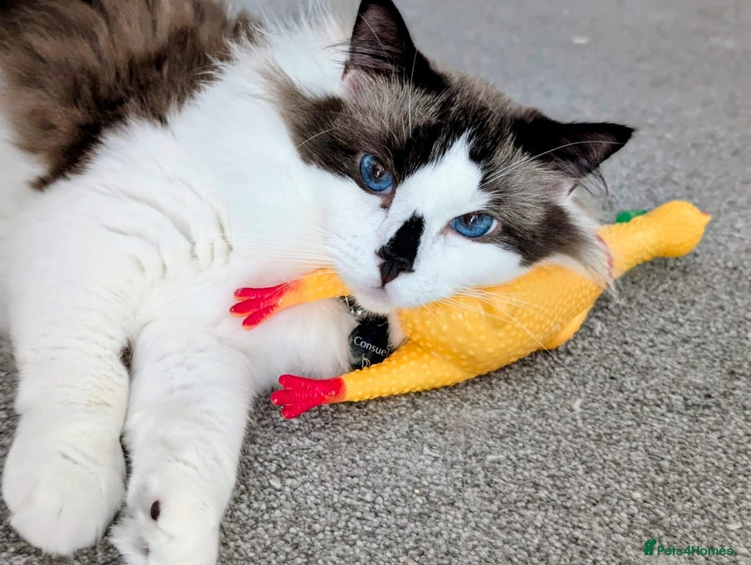 Ragdoll cats for sale: Two Ragdoll Males - Advert 4