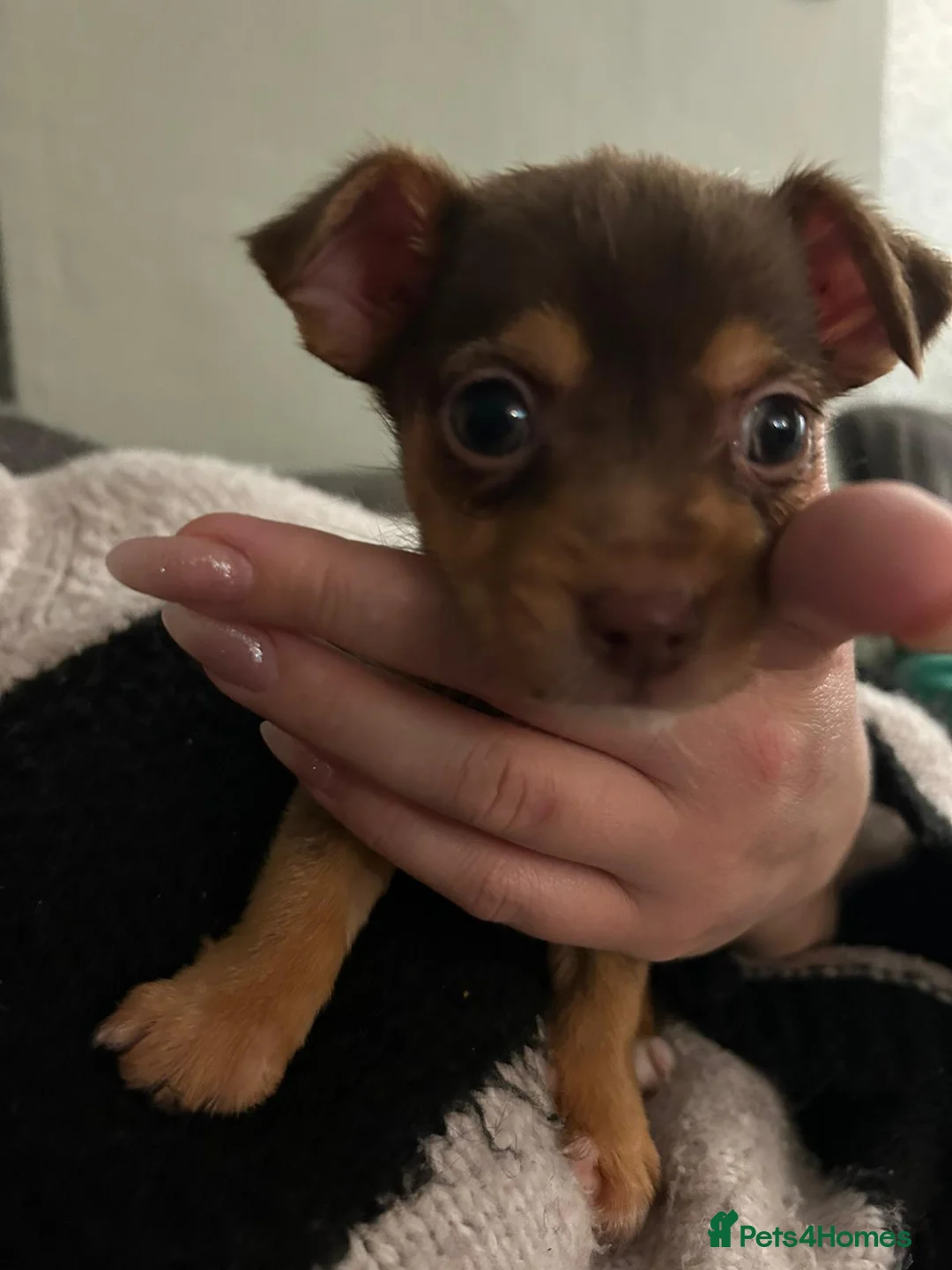 Mixed Breed dogs for sale: Jack Chi - Advert 3