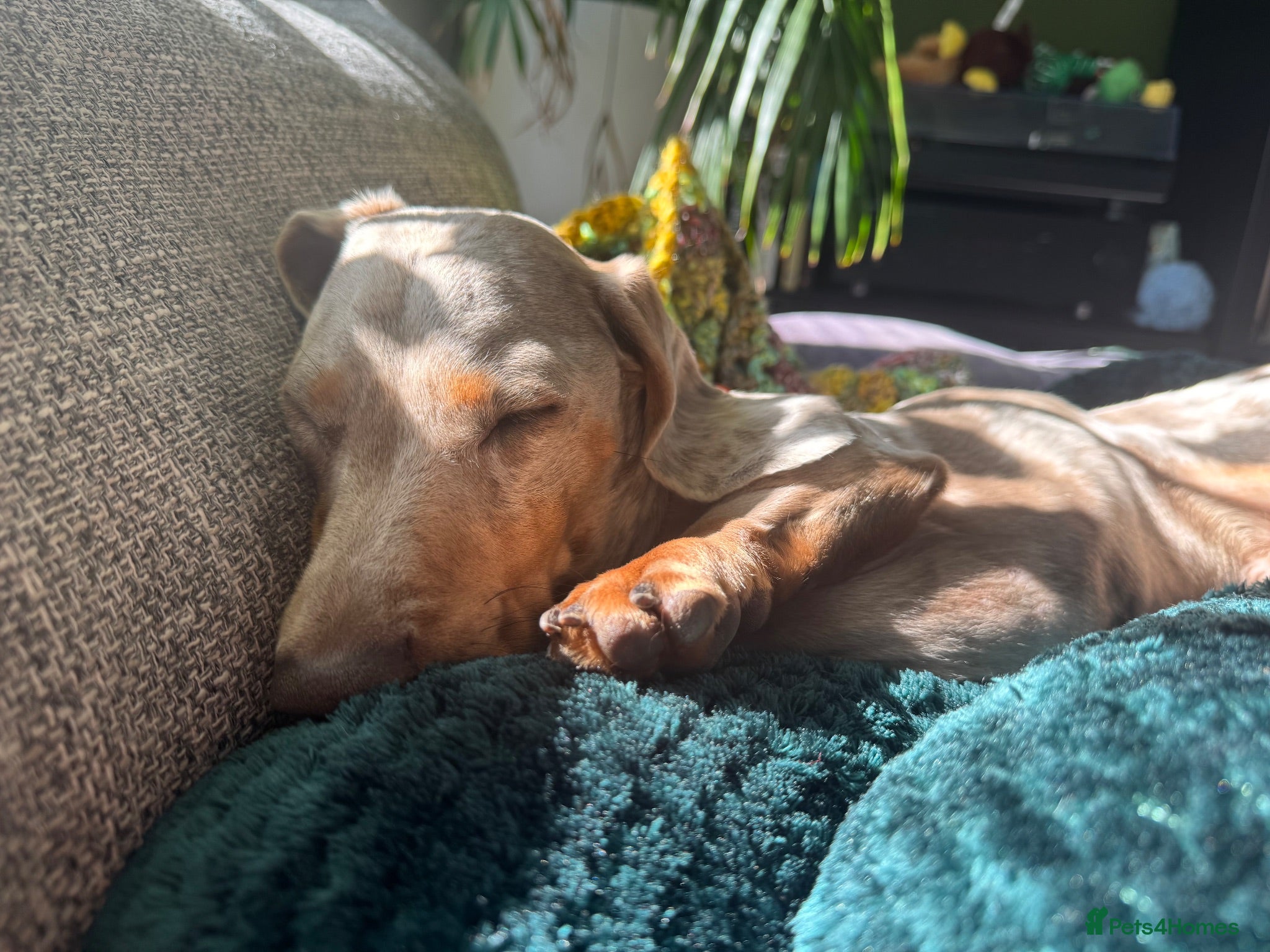 Miniature Dachshund dogs David needs a home - Advert 2
