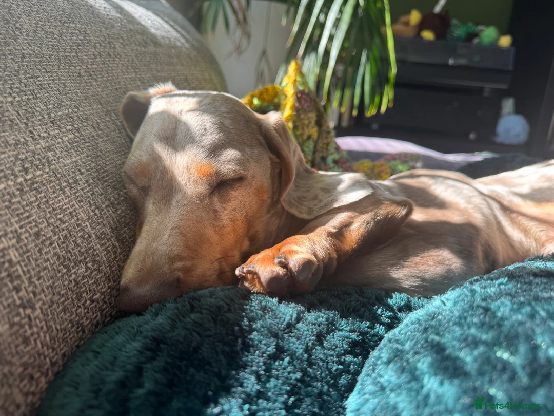 Miniature Dachshund dogs for sale: David needs a home - Advert 1