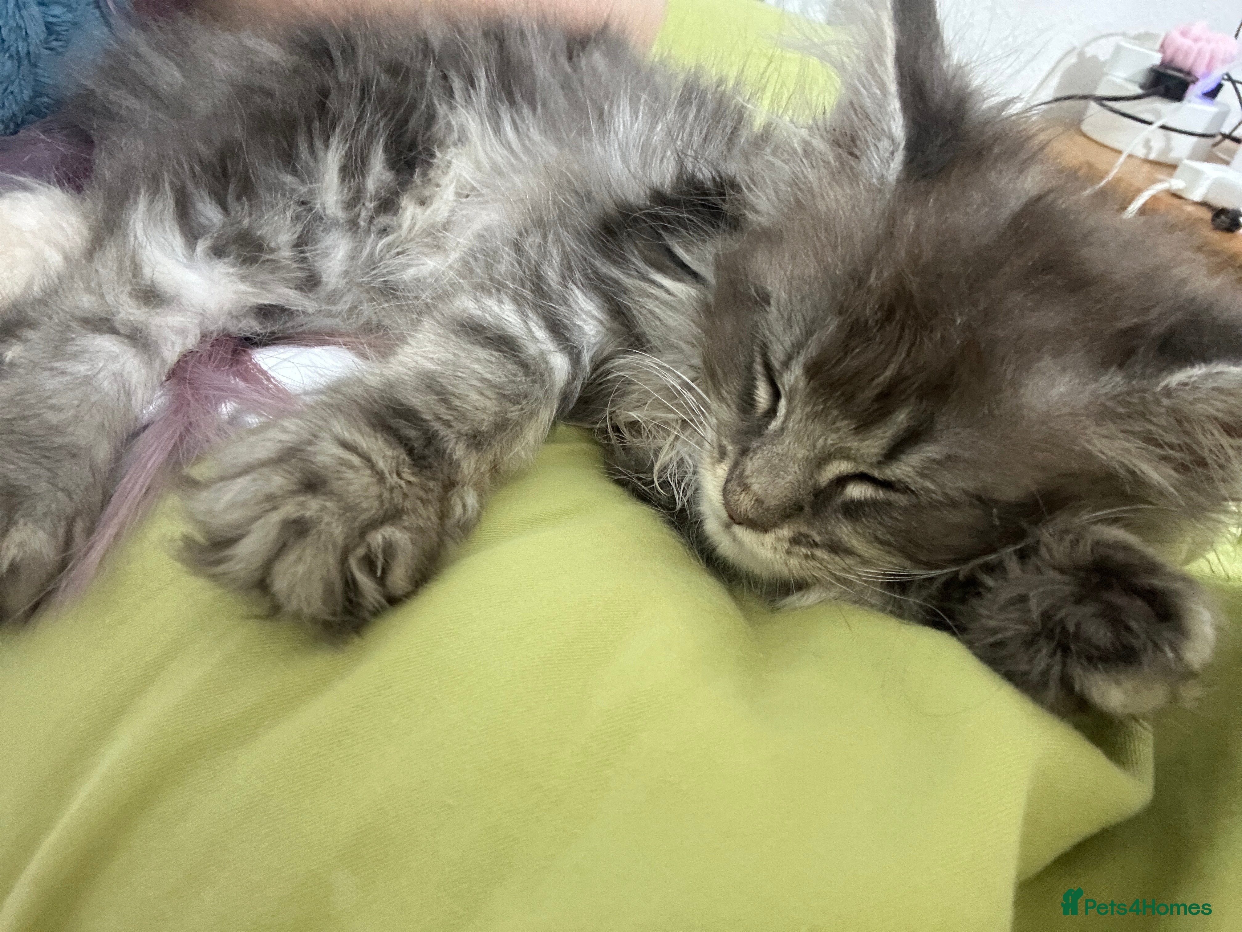 Maine Coon cats Stunning xl Maine coon kittens - Advert 2