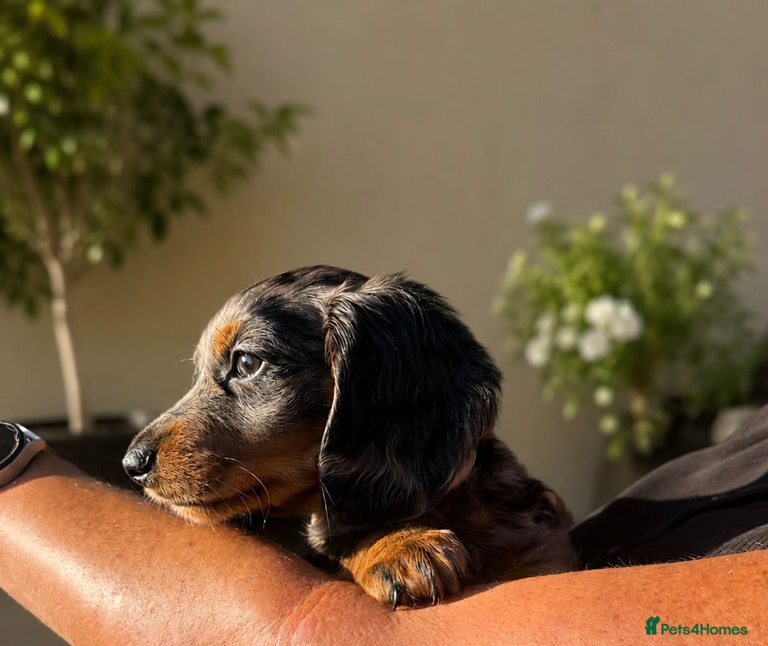 Miniature Dachshund dogs ⭐ KC Registered Long-Haired Mini Dachshunds ⭐ - Advert 10