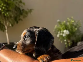 Miniature Dachshund dogs ⭐ KC Registered Long-Haired Mini Dachshunds ⭐ - Advert 5