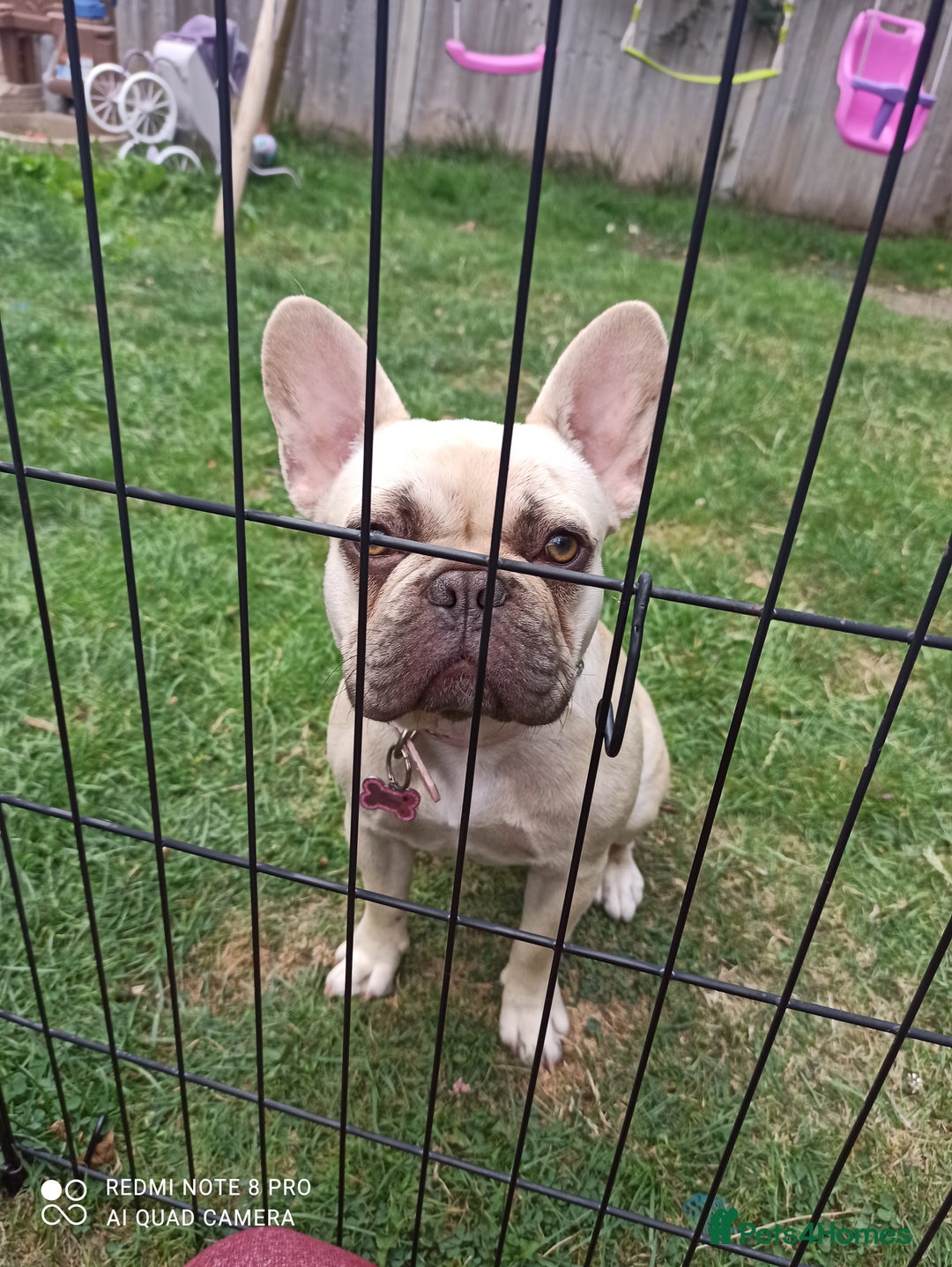 French Bulldog dogs for sale: Female french bulldog  - Image 2