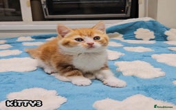 British Shorthair cats for sale: Adorable Kittens Ready For Reservation  - Image 8