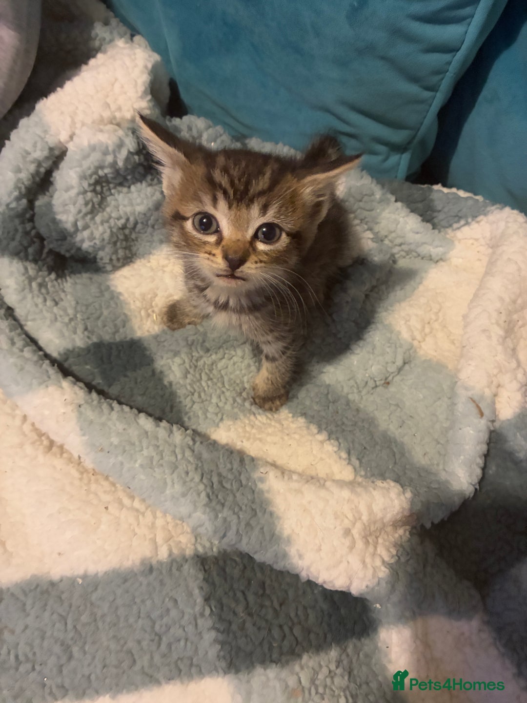 Domestic Shorthair cats for sale: Beautiful ginger & tabby kittens available 20 Dec - Advert 8