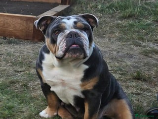 English Bulldog dogs Beautiful female english bulldog - Advert 1