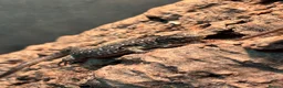 Lizard reptiles for sale: Baby jewelled lacerta  european eyed lizards - Advert 9