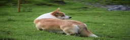 Welsh Corgi Pembroke dogs for stud: Beautiful Pembrokeshire Corgi Stud Dog in Machynlleth - Advert 7