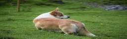 Welsh Corgi Pembroke dogs for stud: Beautiful Pembrokeshire Corgi Stud Dog in Machynlleth - Advert 7