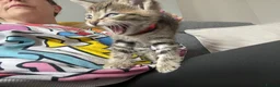 Mixed Breed cats for sale: Tabby kittens for sale  in Prenton - Advert 5