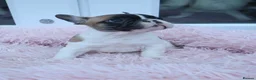 French Bulldog dogs for sale: KC reg. Crufts & International Champion breeding  in Baldock - Advert 2