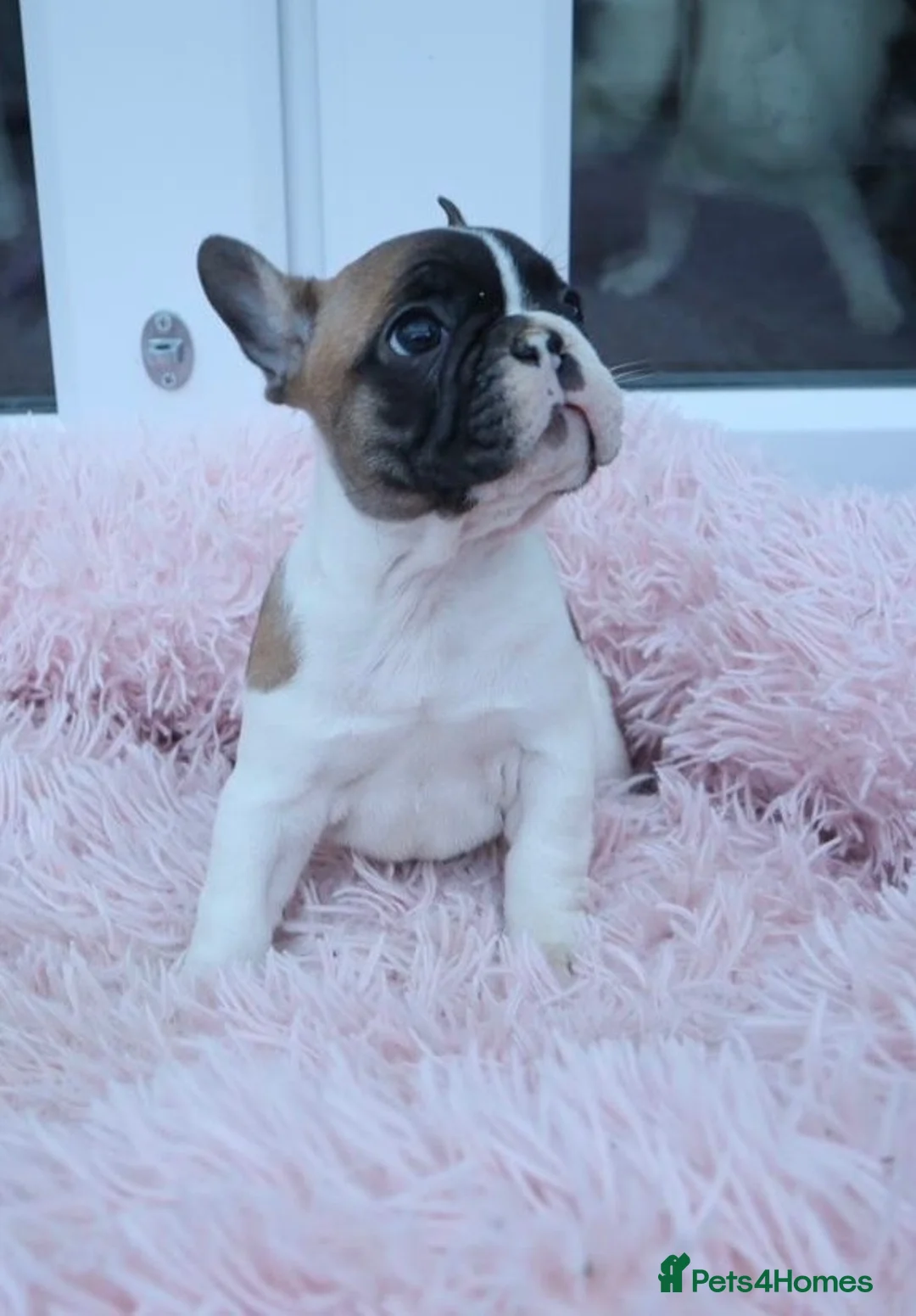 French Bulldog dogs for sale: KC reg. Crufts & International Champion breeding  in Baldock - Advert 2