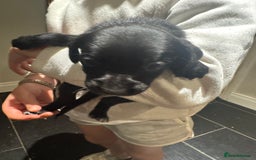 Mixed Breed dogs for sale: Sprollies - Image 7