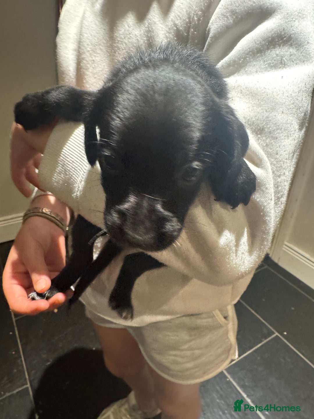 Mixed Breed dogs for sale: Sprollies - Image 7