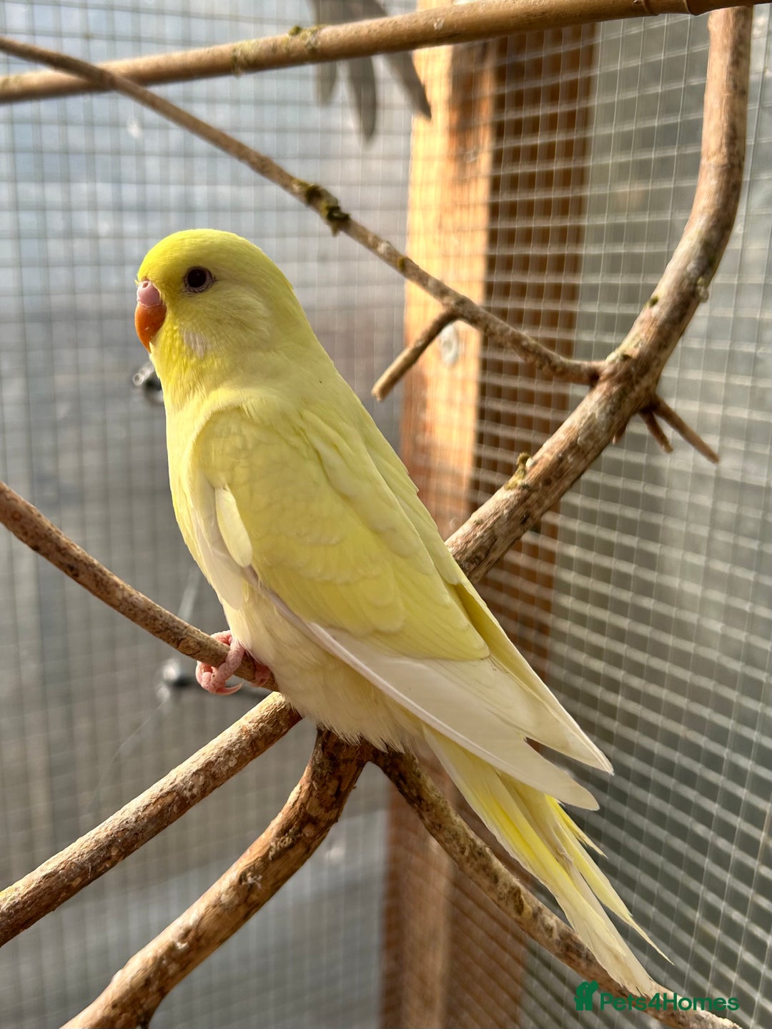 Budgerigars birds for sale: Baby Budgies For Sale  - Image 6