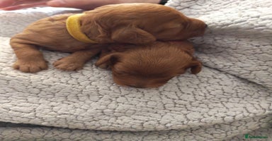 Cavapoo dogs - Advert 5