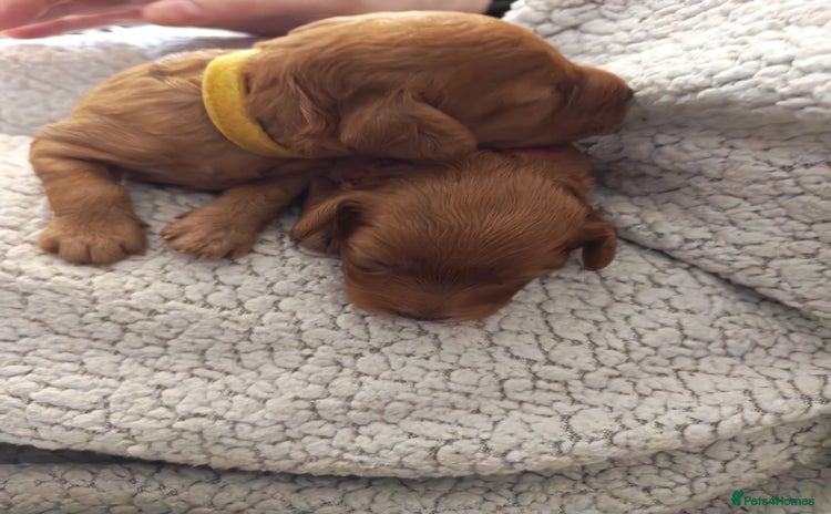 Cavapoo dogs - Advert 1