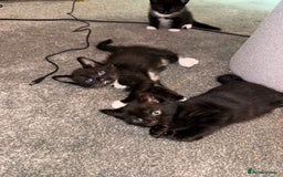 Mixed Breed cats for sale: 🐾 Beautiful Black & Tuxedo Kittens - Advert 2
