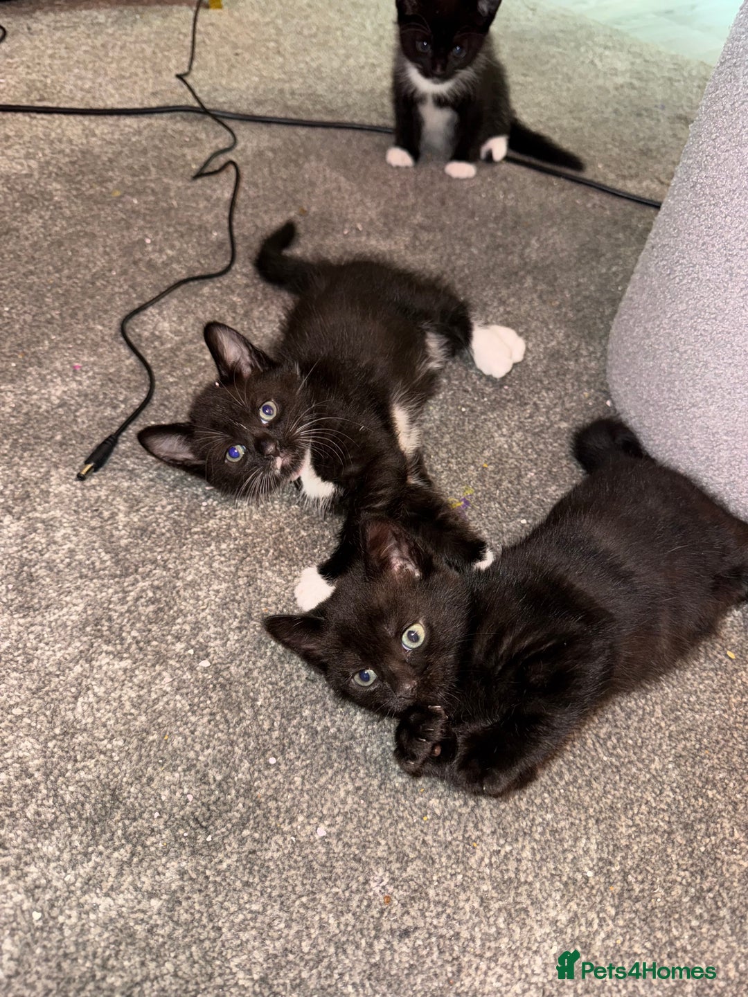 Mixed Breed cats for sale: 🐾 Beautiful Black & Tuxedo Kittens - Advert 2