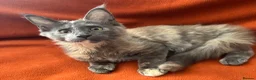 Maine Coon cats for sale: ONLY 2 LEFT GCCF PEDIGREE MAINECOON KITTENS - Advert 11