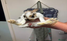 Mixed Breed rabbits for sale: 4 baby rabbits  - Image 10