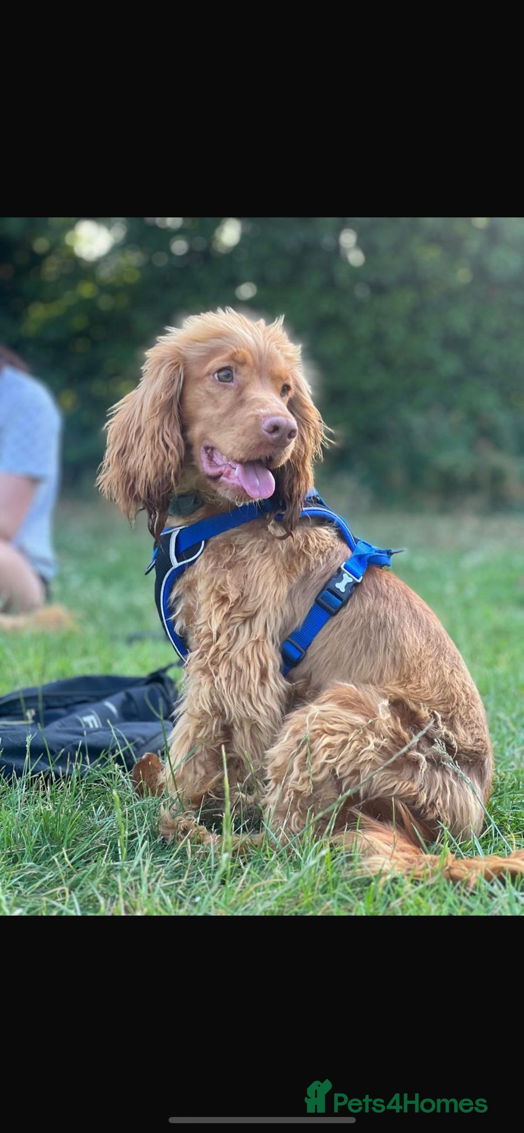 Cocker Spaniel dogs for stud: Health tested golden show cocker spaniel stud - Advert 3