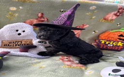 Cockapoo dogs for sale: PRA clear F1b Cockapoo puppies  - Image 26