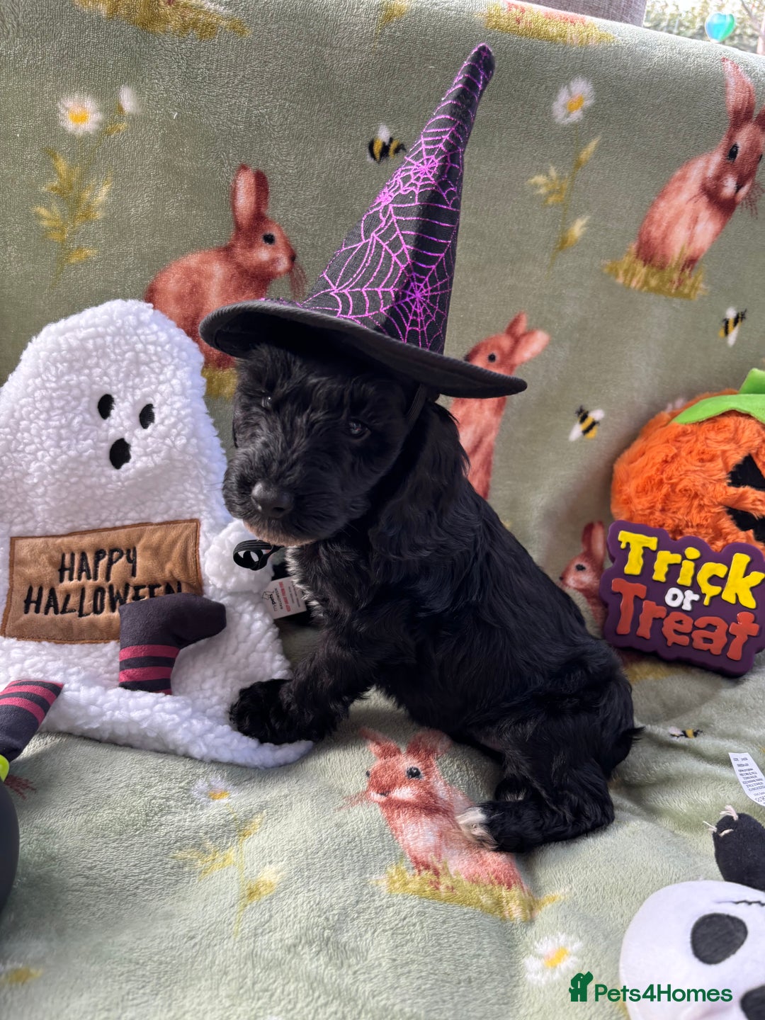 Cockapoo dogs for sale: PRA clear F1b Cockapoo puppies  - Image 26