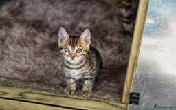 Bengal cats for sale: 🤎 WORLD CLASS BENGAL KITTENS 🤎 - Image 4