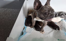 Mixed Breed dogs for sale: Frenchie cross chihuahua  - Image 13