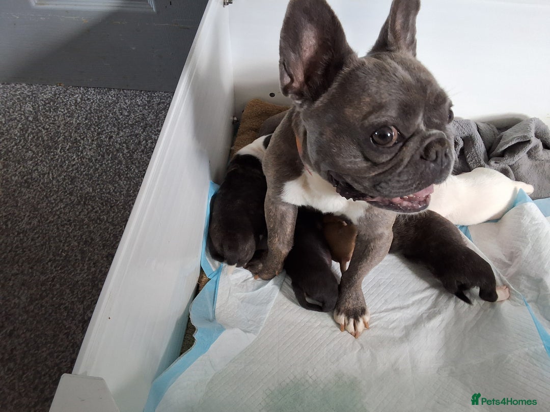 Mixed Breed dogs for sale: Frenchie cross chihuahua  - Image 13