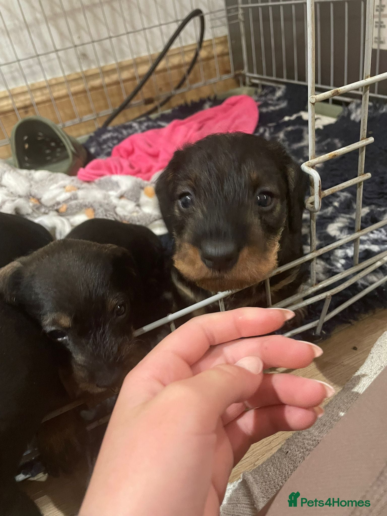 Dachshund dogs Standard Wirehaired Dachshund Puppies   - Advert 1