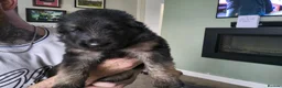German Shepherd dogs for sale:  Pedigree German Shepherd pups straight backed - Advert 17