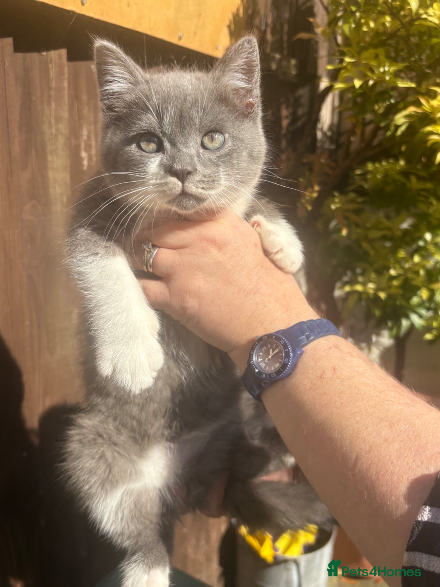 Mixed Breed cats British blue x Scottish Fold - Advert 1