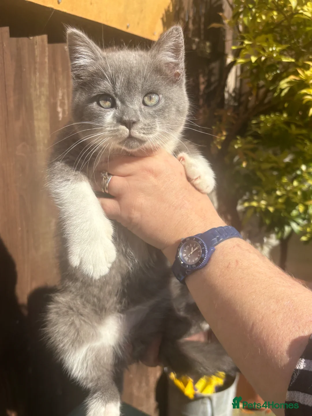 Mixed Breed cats for sale: British blue x Scottish Fold - Advert 1
