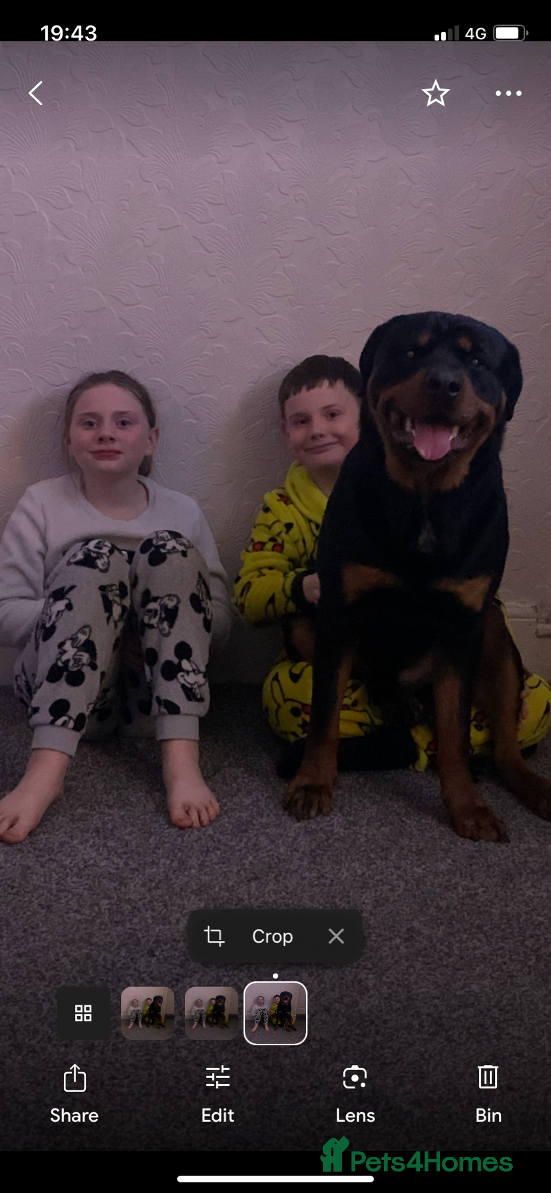 Rottweiler dogs for sale: Gorgeous boy 2 yr old rottweiler  - Advert 8